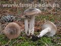 Hygrophorus agathosmus